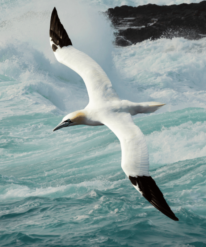 Gannet. DGWildlife