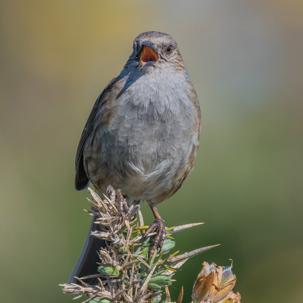 Dunnock.