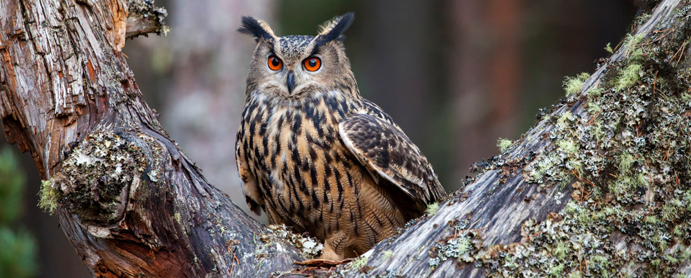 Eagle-Owl. Magdalena Bujak / stock.adobe.com