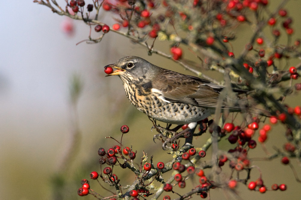 Fieldfare. Liz Cutting / BTO