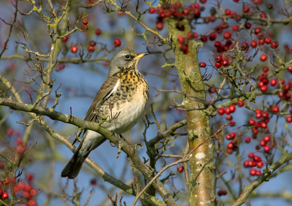 Fieldfare. Liz Cutting / BTO