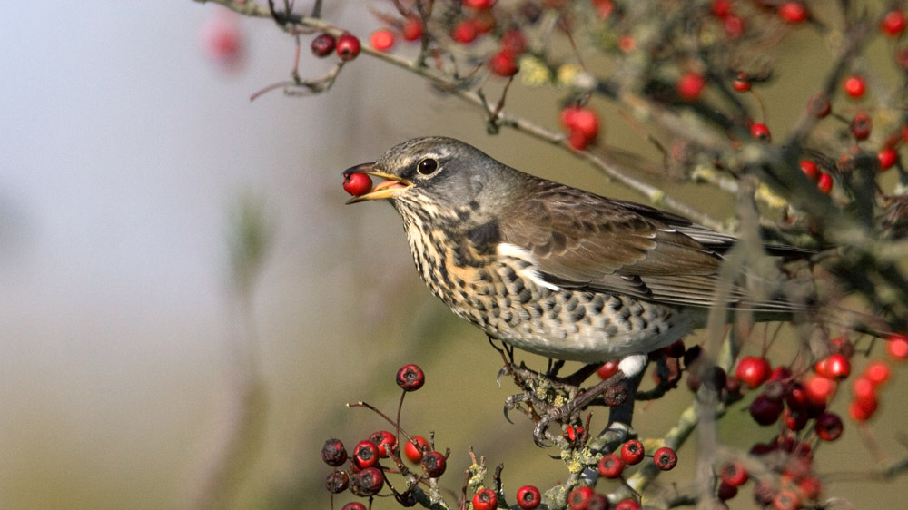 Fieldfare. Liz Cutting / BTO