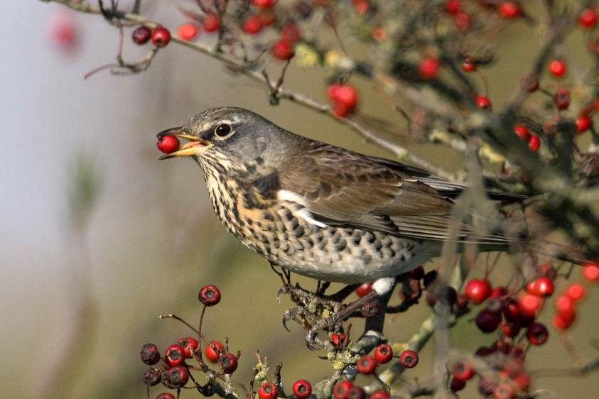 Fieldfare. Liz Cutting / BTO