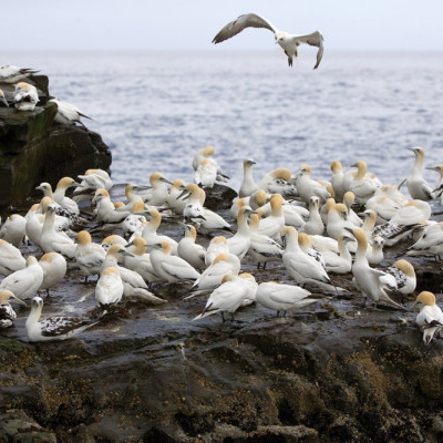 Gannet colony. Edmund Fellowes / BTO