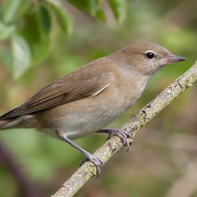 Garden Warbler. John Lowes / BTO