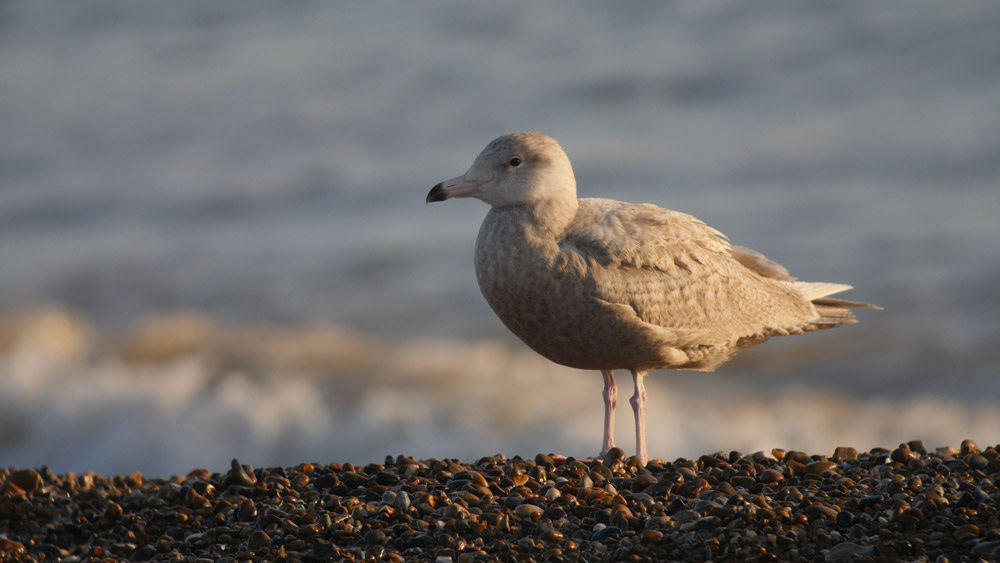 Glaucous Gull. Scott Mayson / BTO