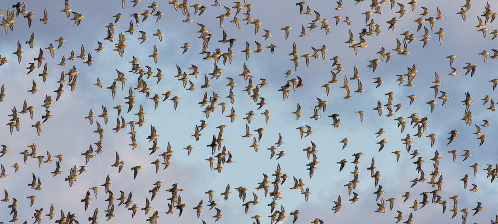 Golden Plover. Liz Cutting / BTO