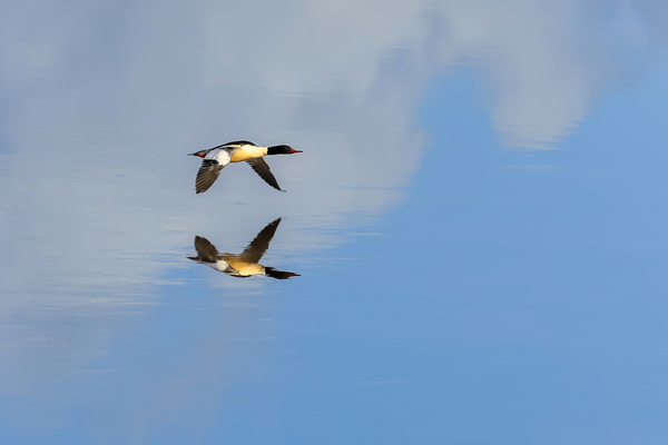 Goosander. Canva