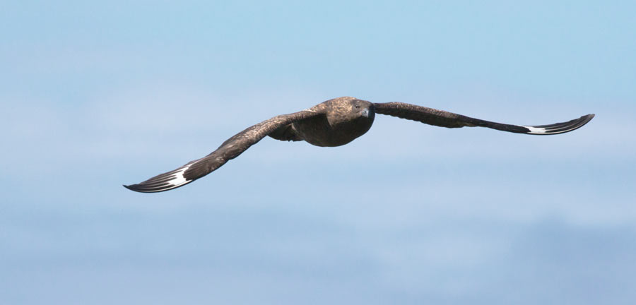 Great Skua. Edmund Fellowes