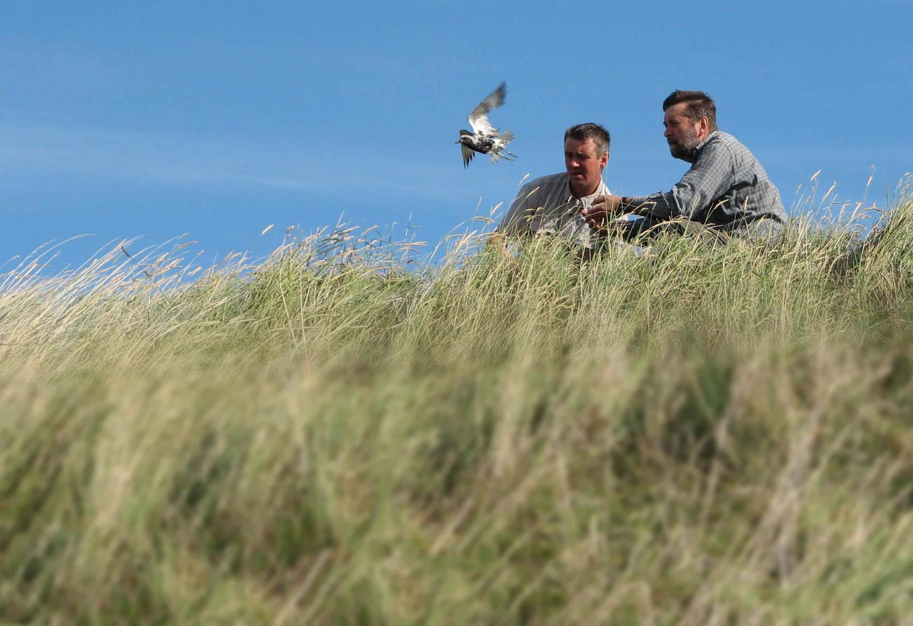 Grey Plover. Photograph by Cathy Ryden