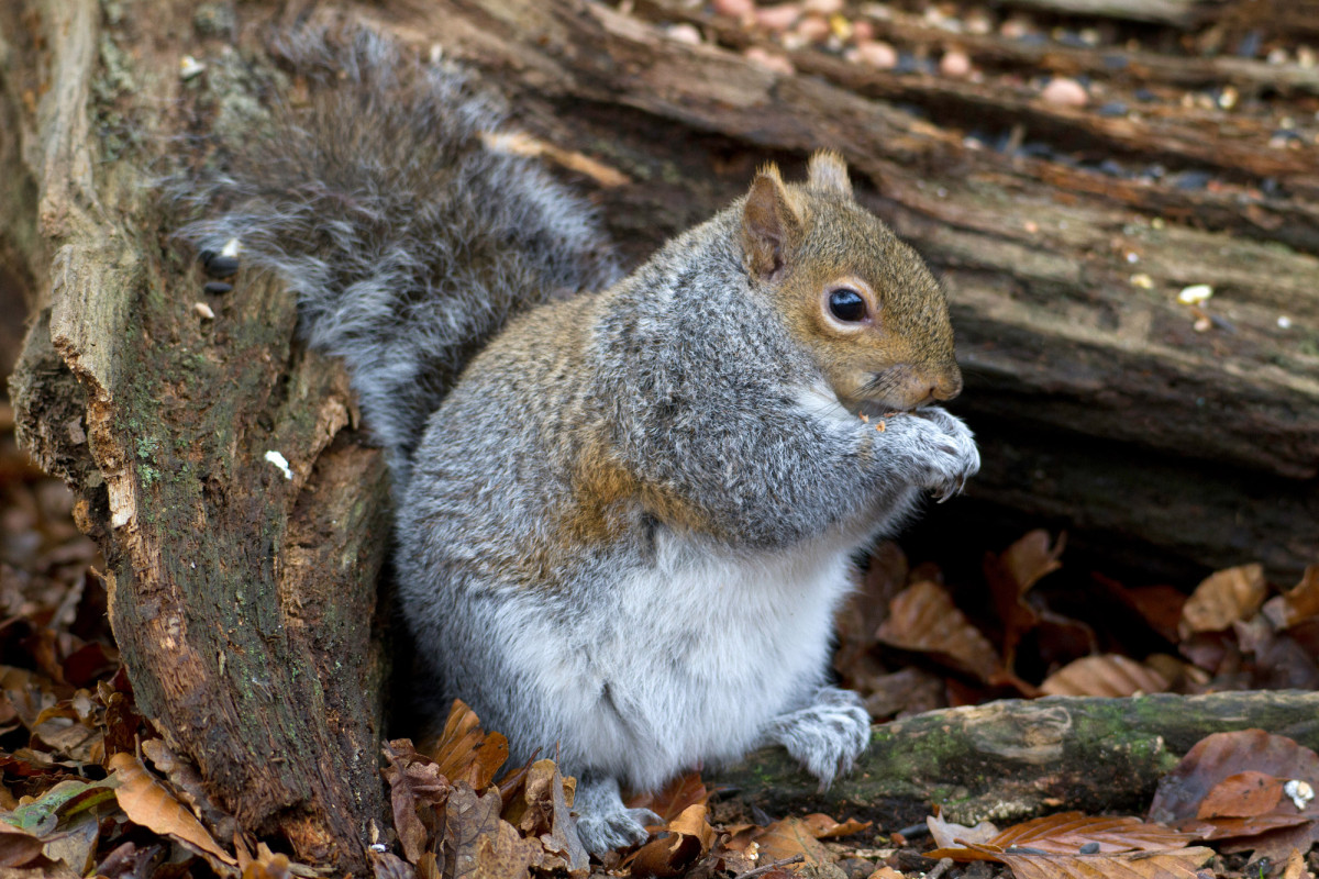 Grey Squirrel. John Harding / BTO