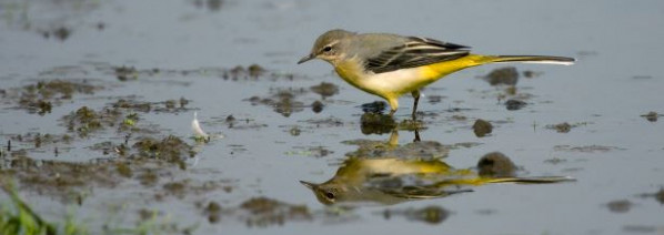 Grey Wagtail. Chris Knights / BTO