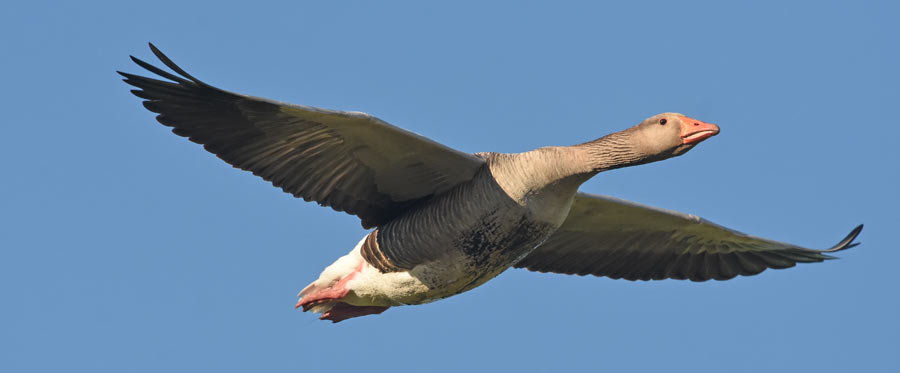 Greylag Goose. Moss Taylor