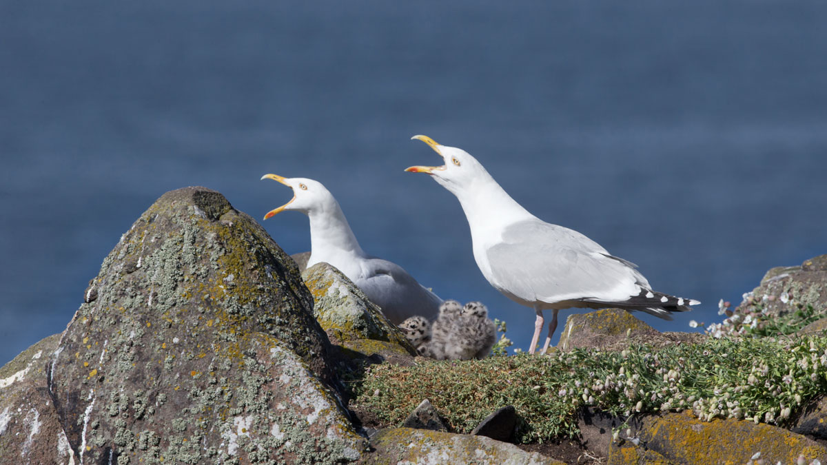 Herring Gulls with chicks. Edmund Fellowes