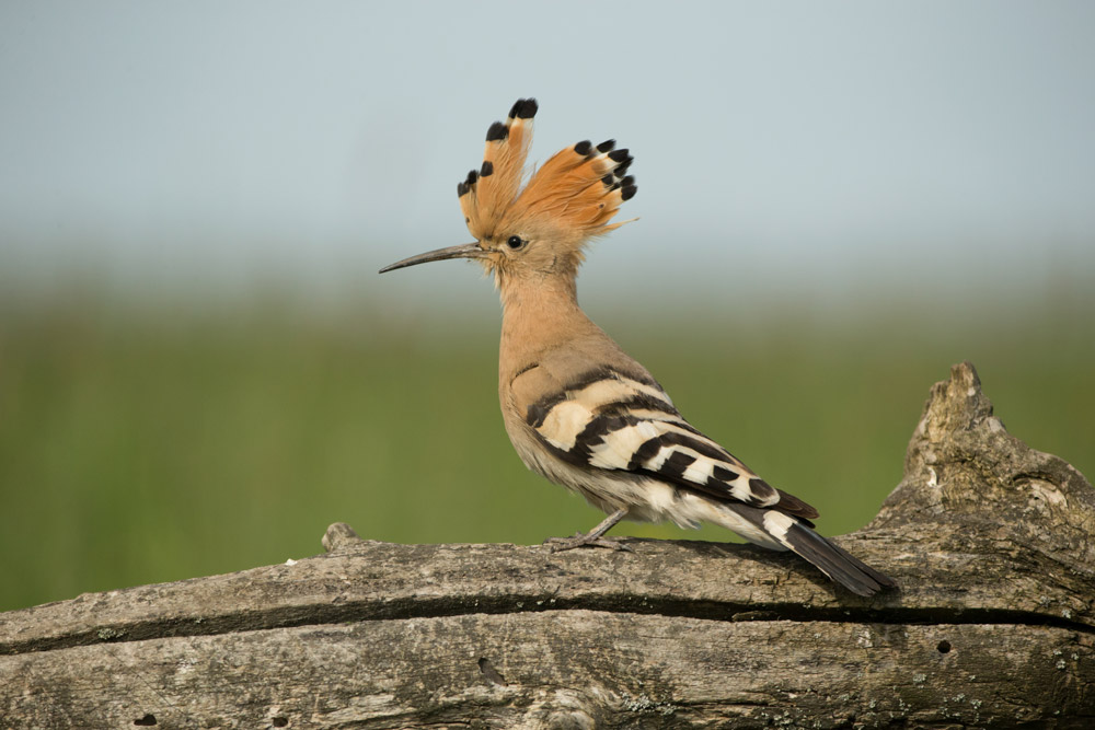 Hoopoe. Edmund Fellowes / BTO