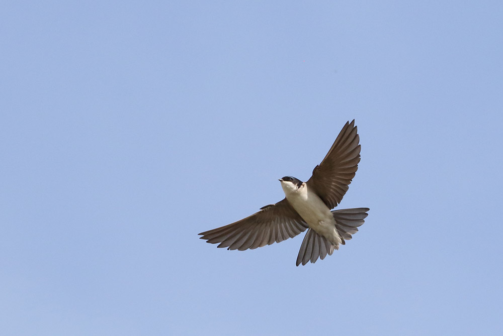 House Martin. Liz Cutting / BTO