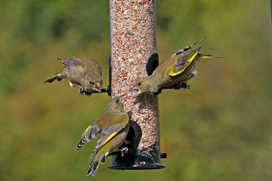 Greenfinches, by Jill Pakenham