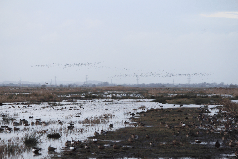 RSPB Greylake, Somerset by JSAbel