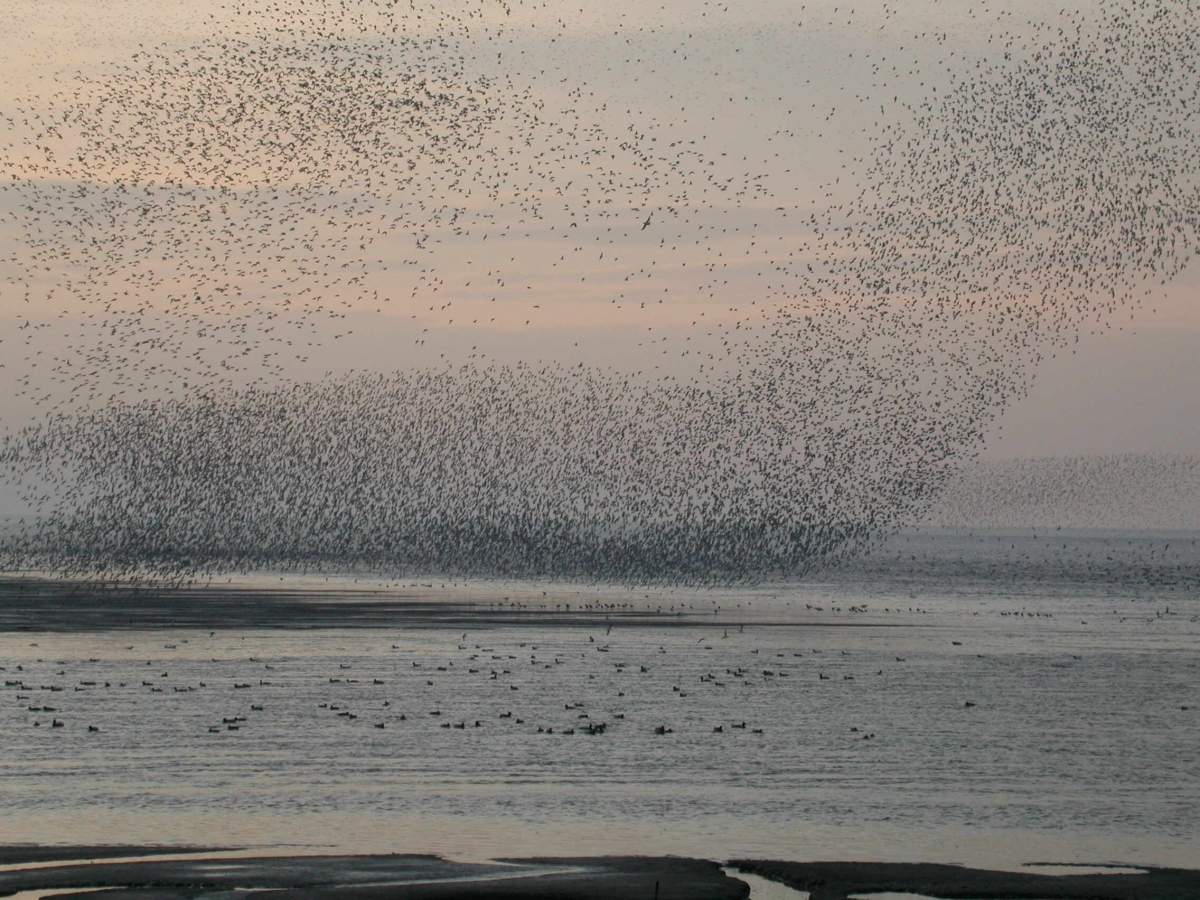 Knot flock by Dawn Balmer