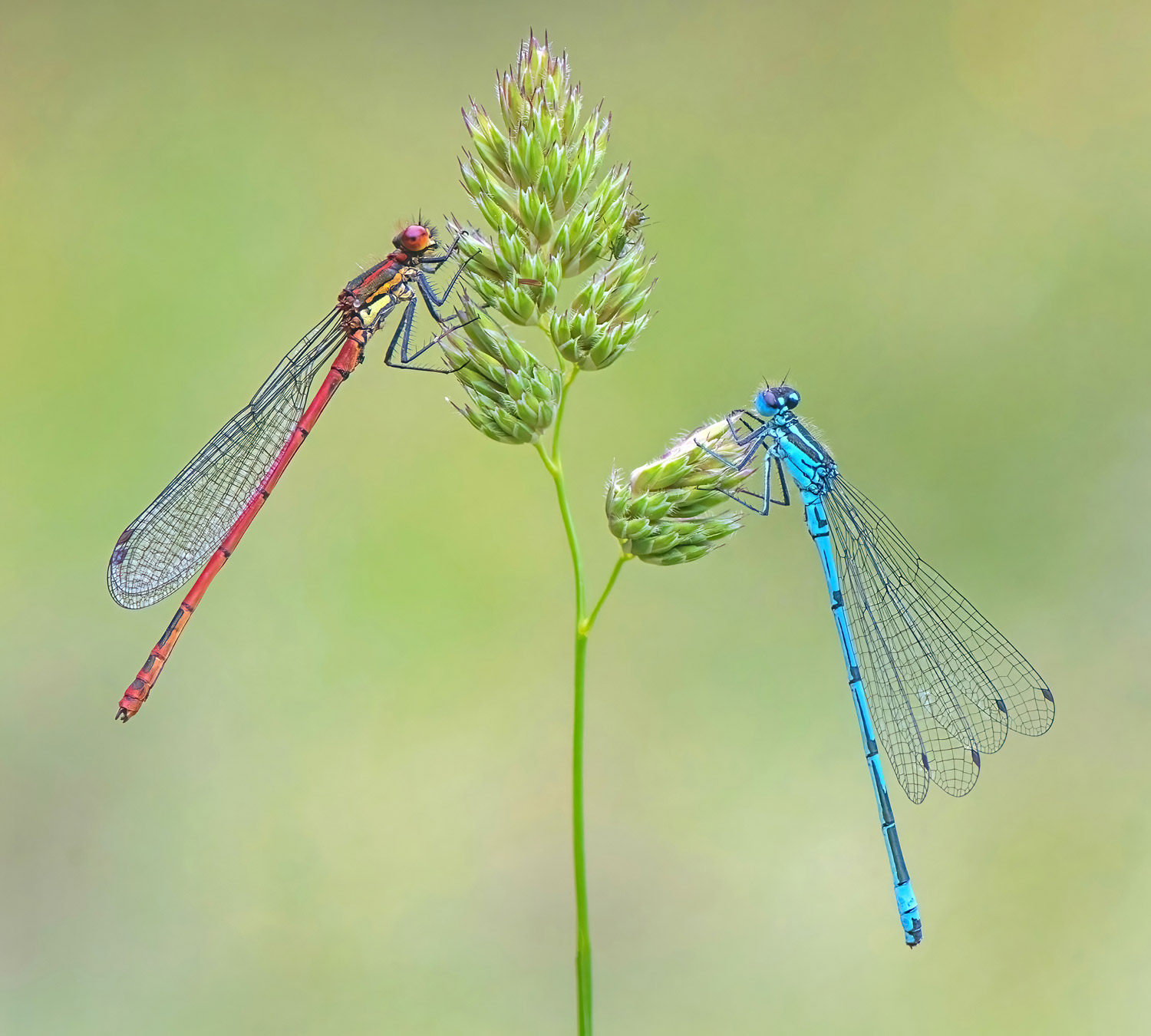 Large Red and Azure Damselflies. Tony / stock.adobe.com 