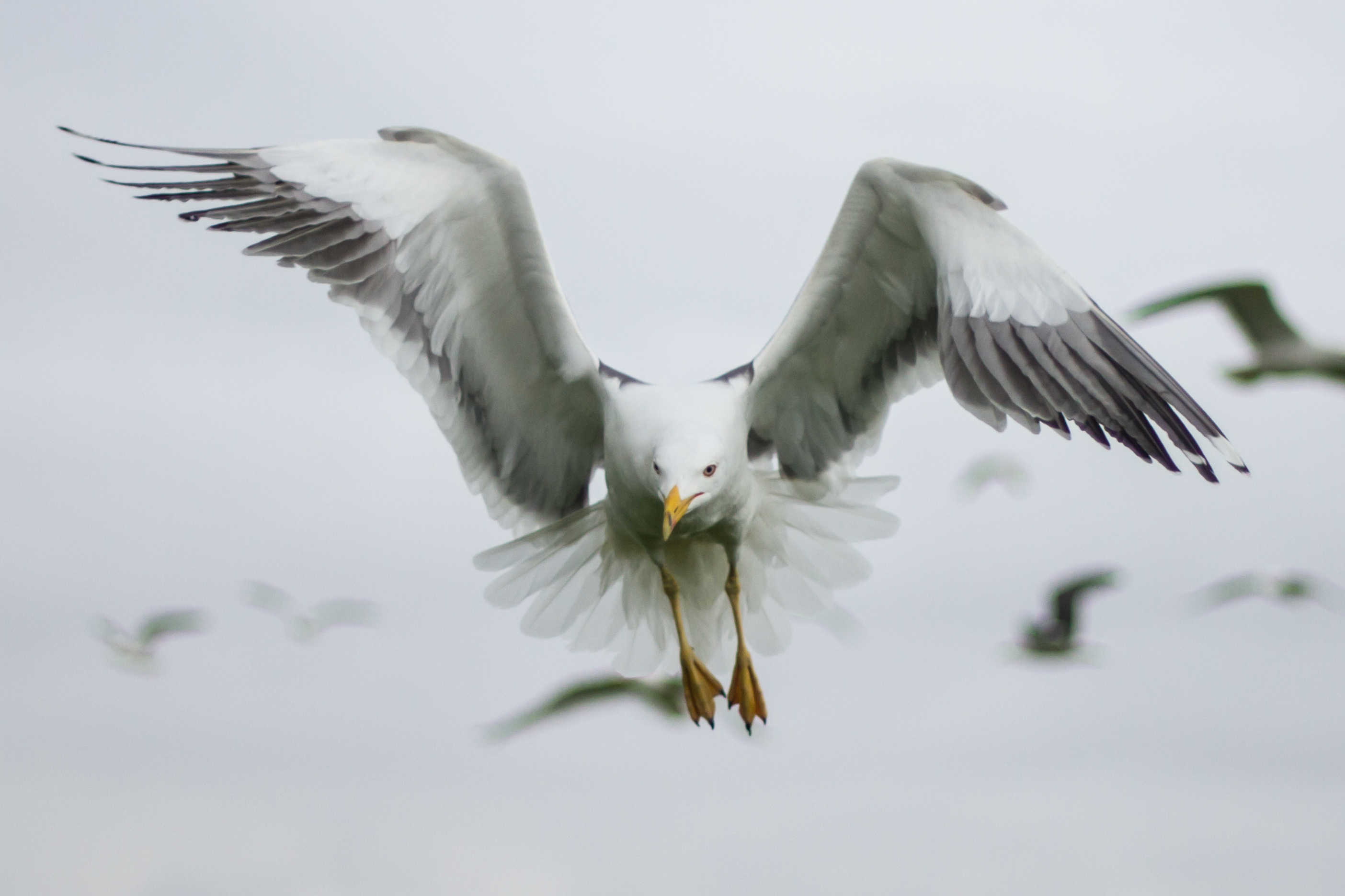 Lesser Black-backed Gull. Sam Whitfield