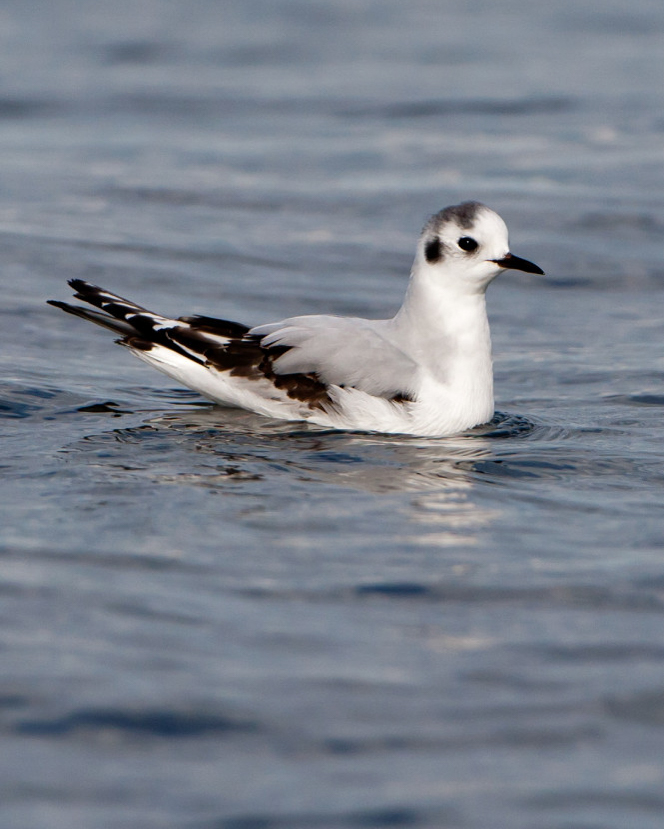 Little Gull by Paul Hillion