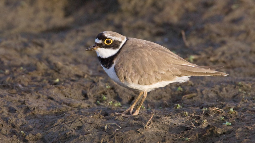 Little Ringed Plover. Liz Cutting / BTO