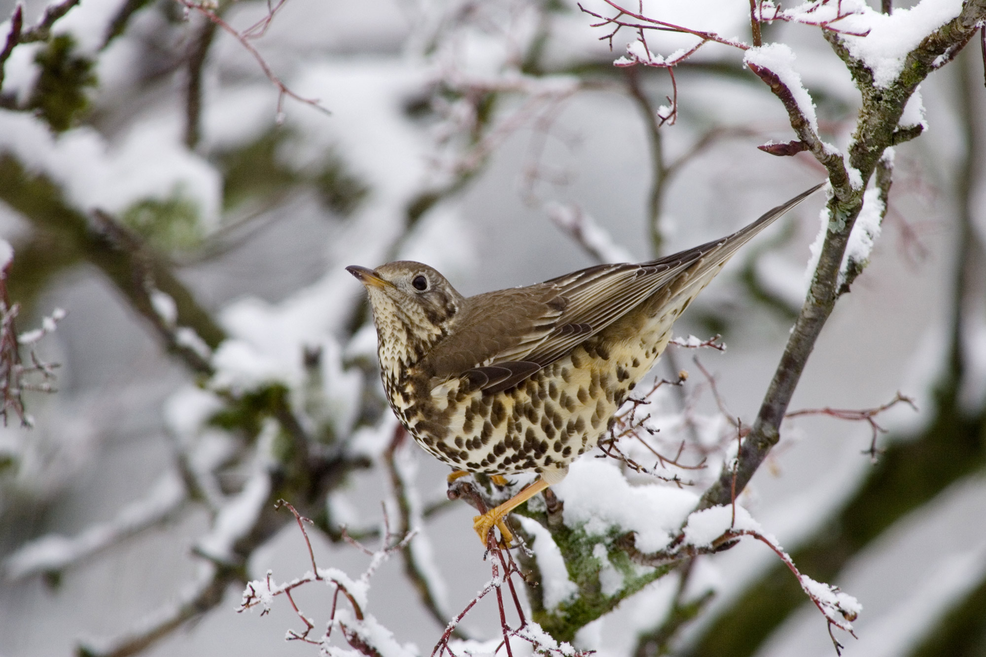 Mistle Thrush. Edmund Fellowes / BTO