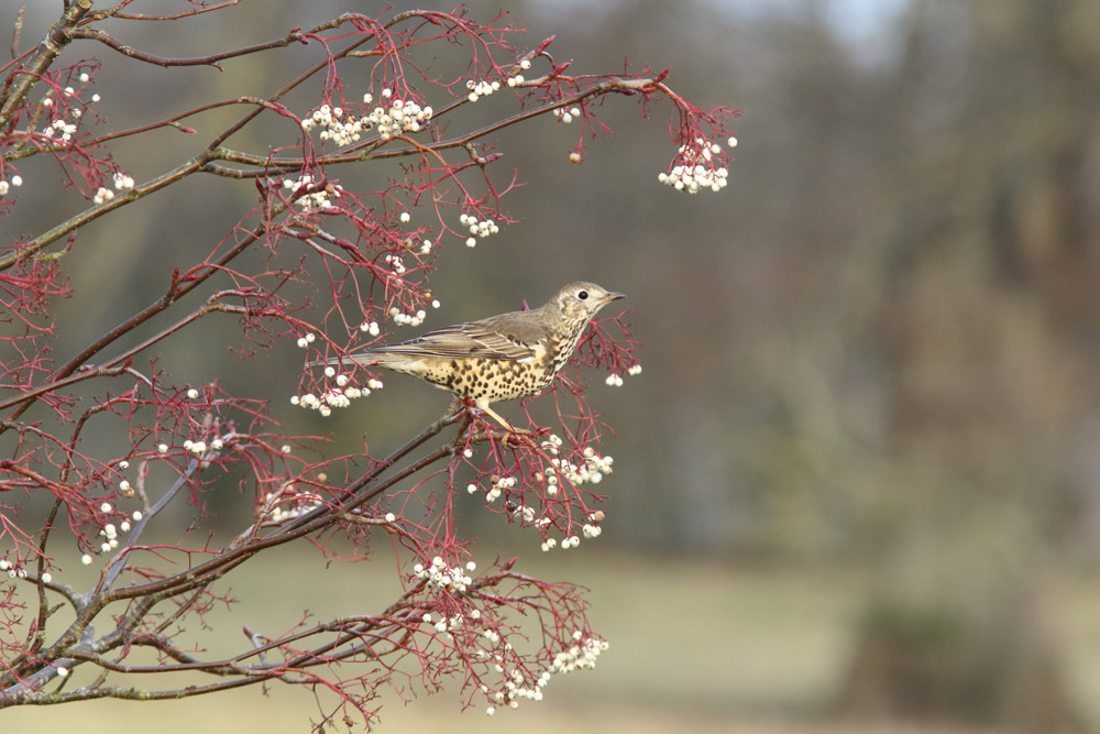 Mistle Thrush. John Proudlock / BTO