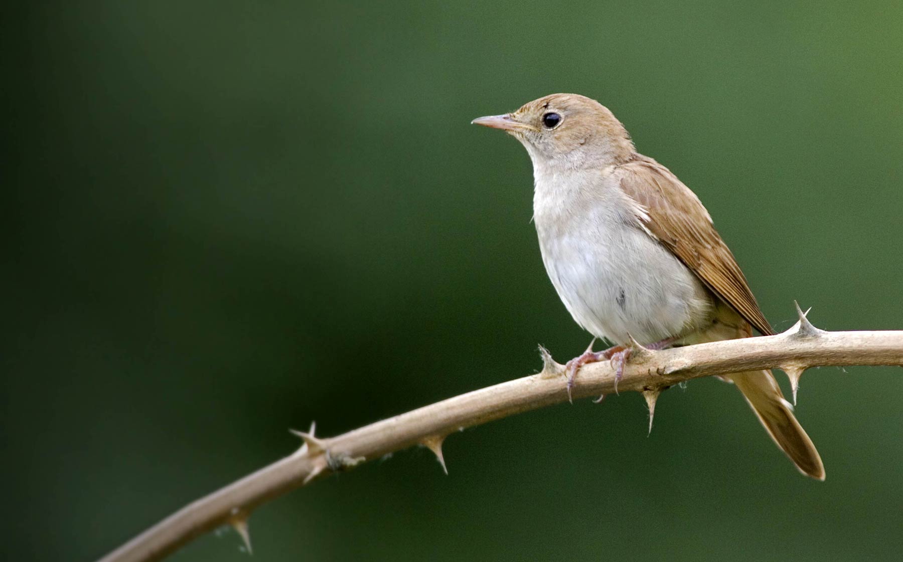 Nightingale. Edmund Fellowes