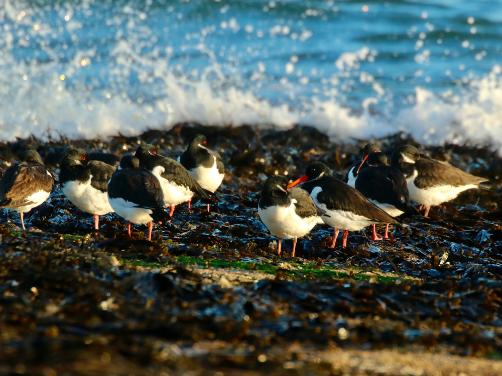 Oystercatchers. Tom Cadwallender / BTO