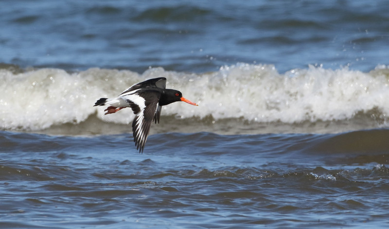 Oystercatcher, Liz Cutting