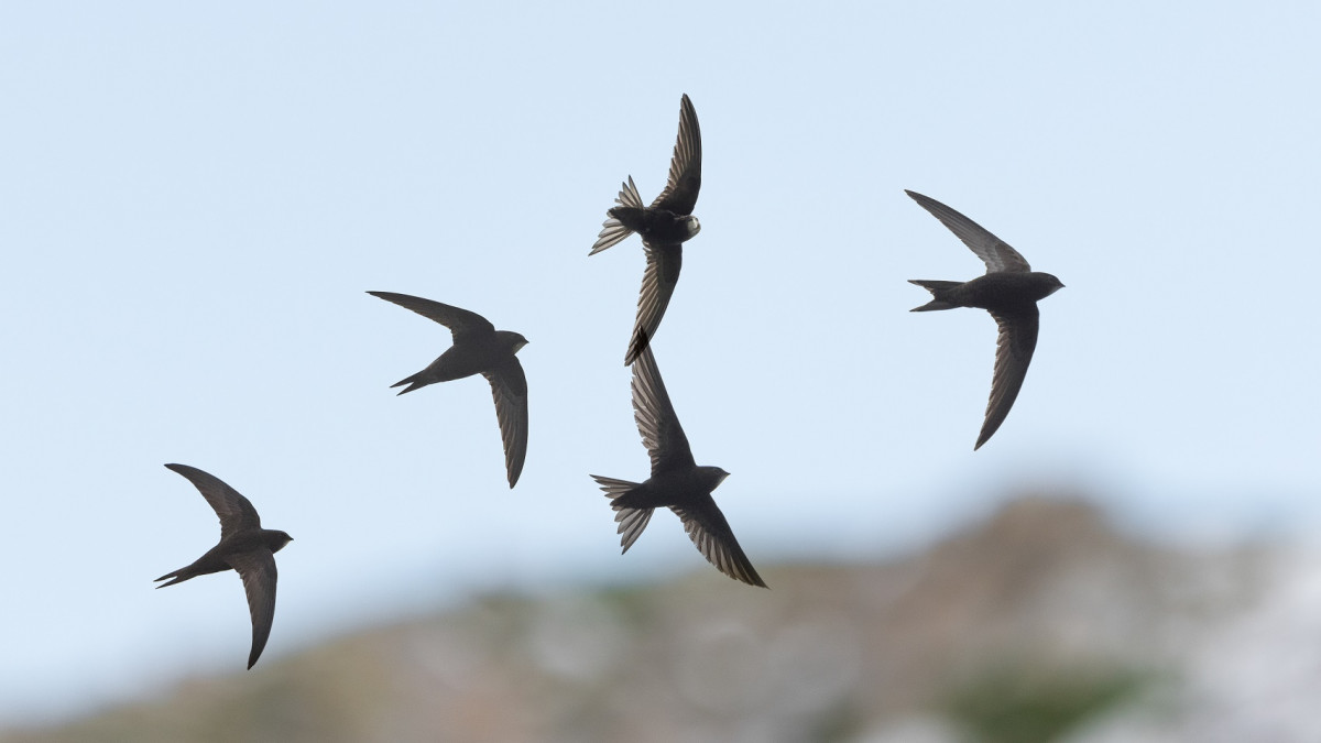 Swifts. Philip Croft