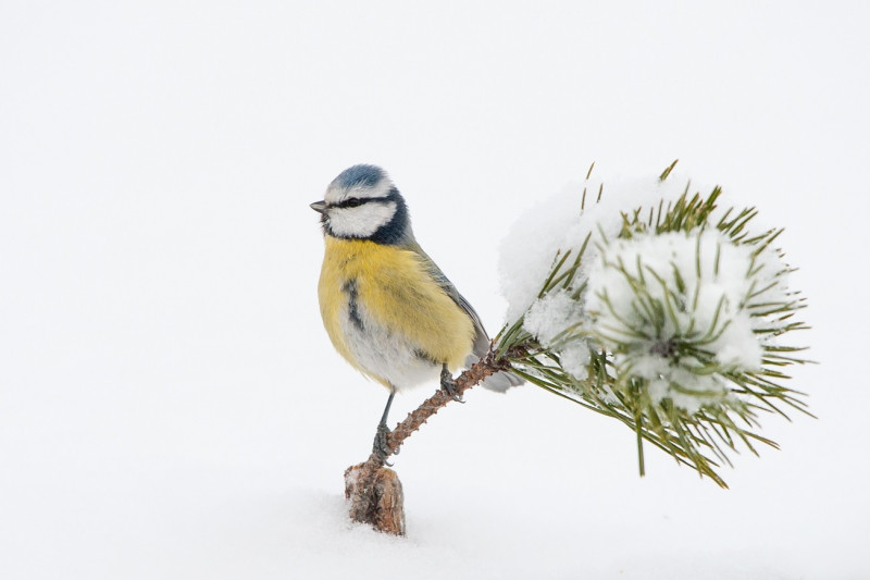 Blue Tit, Sarah Kelman/BTO