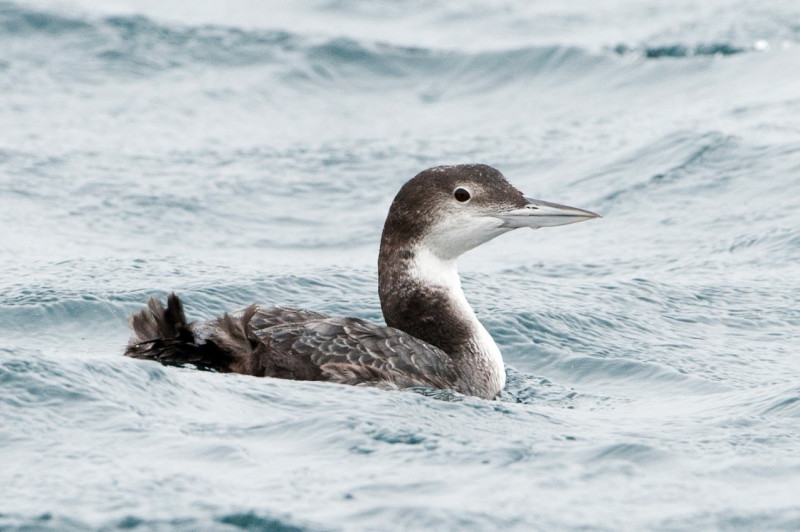 Great Northern Diver. Sarah Kelman / BTO