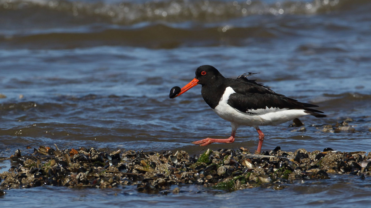 Oystercatcher feeding along the shoreline