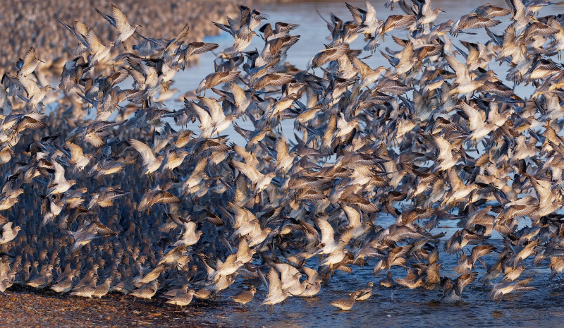 Knot flock, Liz Cutting/BTO