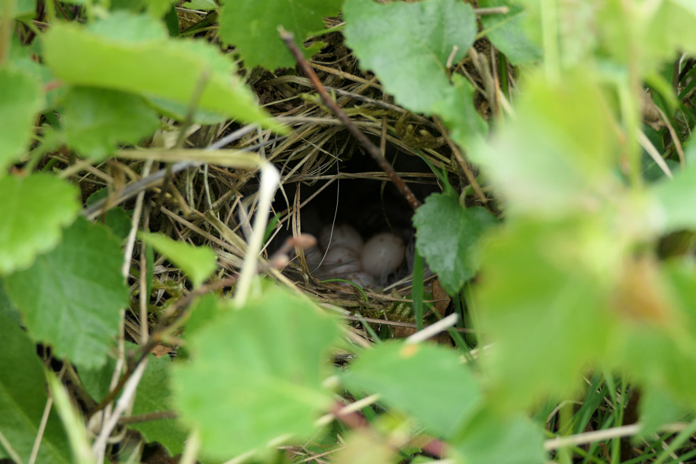 Willow Warbler nest. Mike Toms / BTO