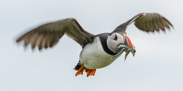 Puffin. Philip Croft