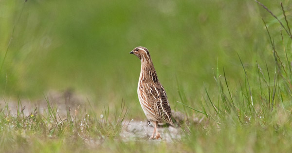 Quail. Graham Catley / BTO 