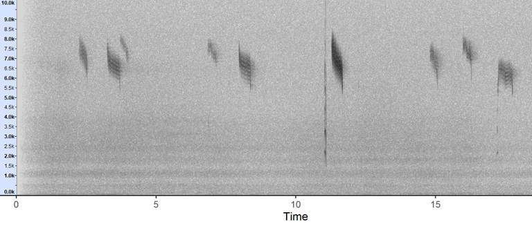 The BTO Acoustic Pipeline uses high-powered, algorithmic classifiers to identify wildlife from calls and song.