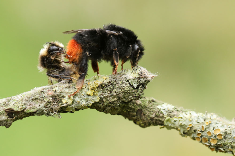 Red-tailed Bumblebee males are very different in appearance to females and workers, having yellow and black stripes instead of a black body and red tail. Sandra Standbridge