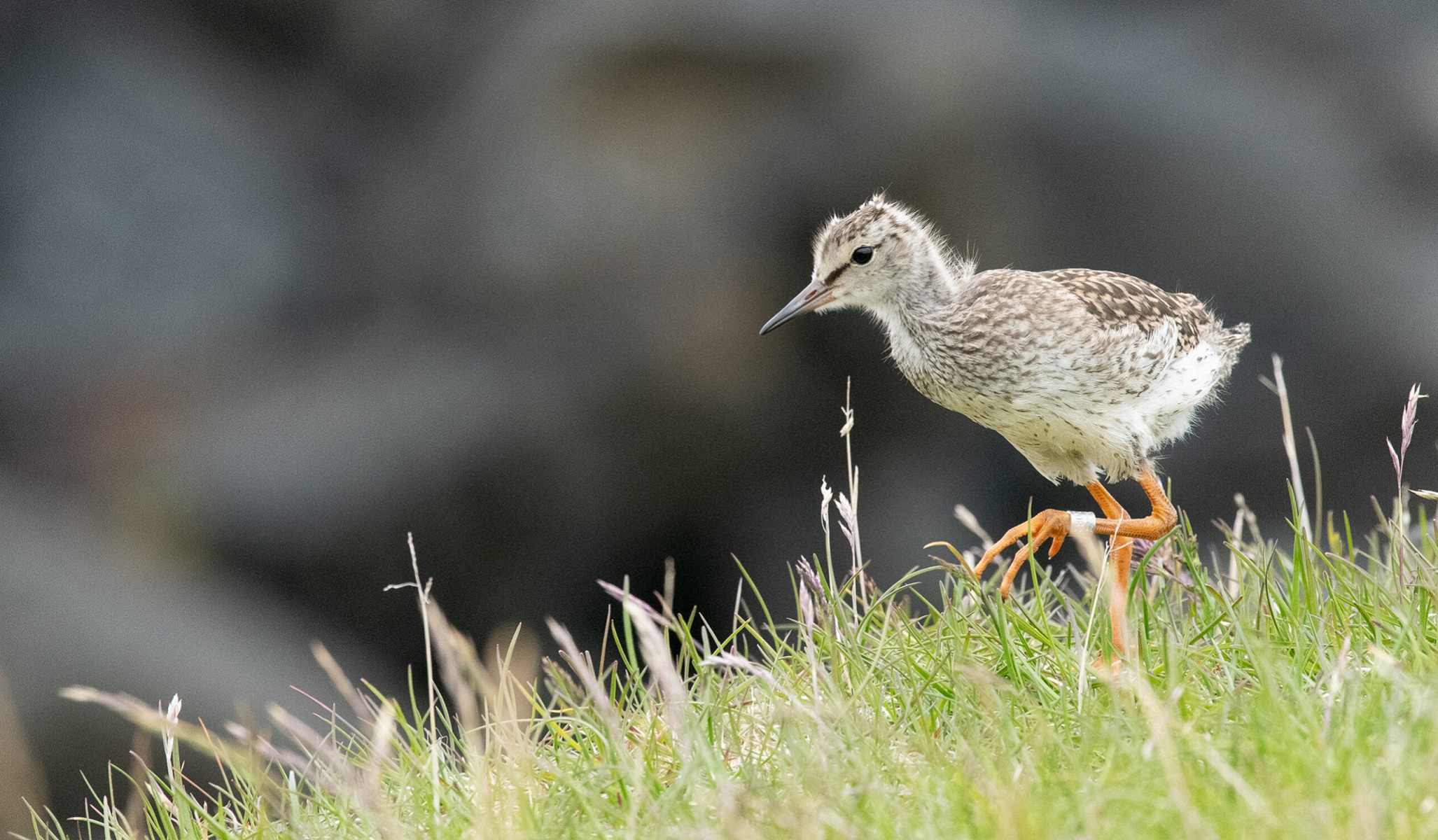 Redshank chick Sarah Kelman