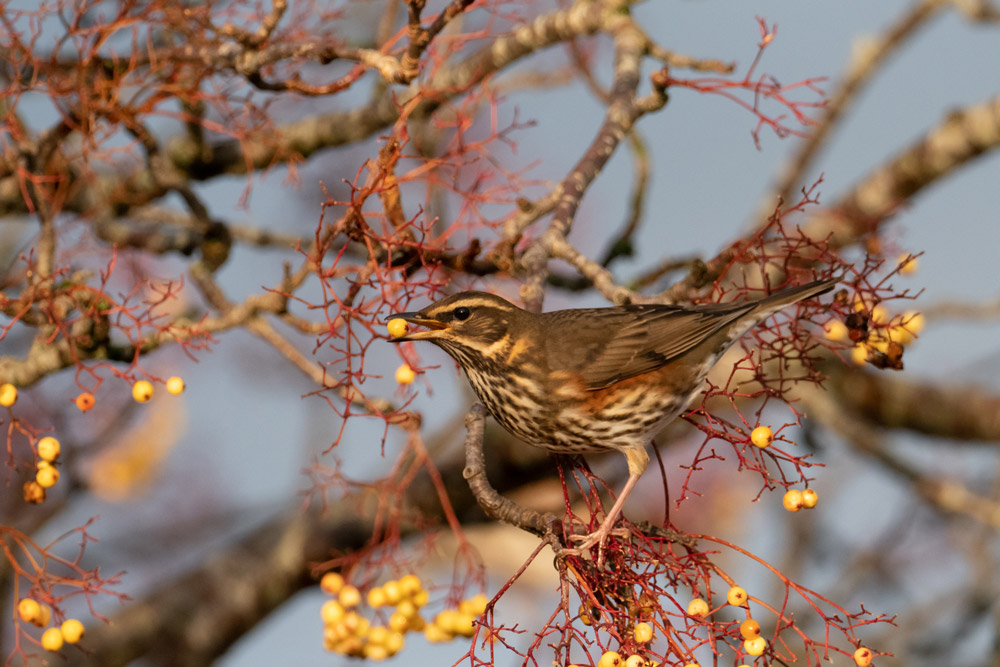 Redwing. Edmund Fellowes / BTO