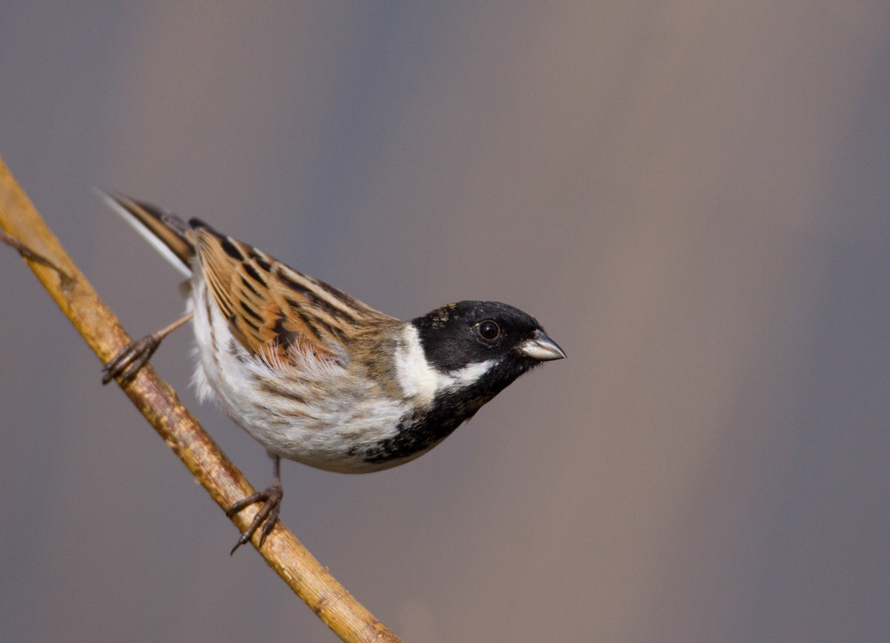 Reed Bunting. Liz Cutting / BTO