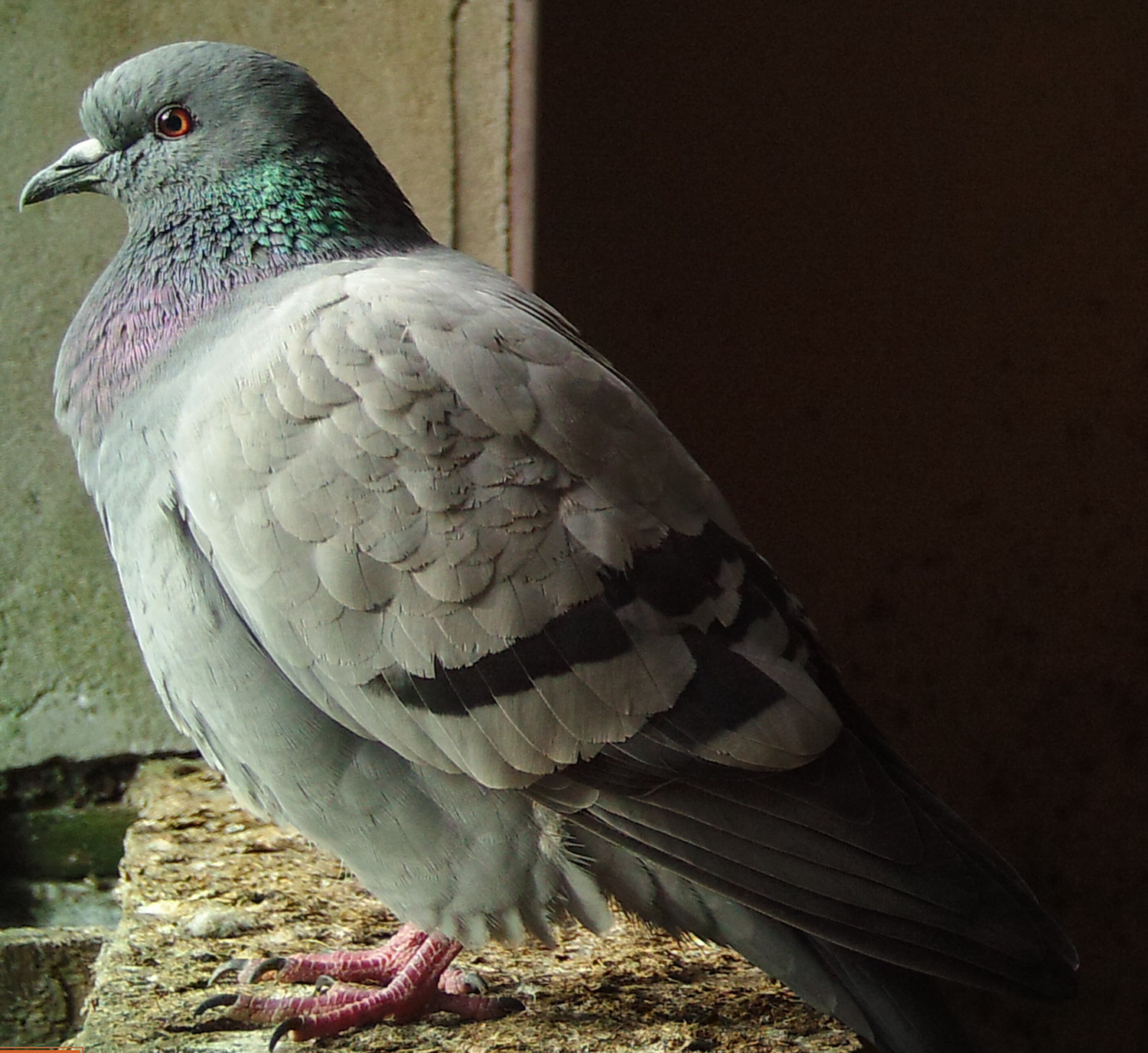 Rock Dove image from a trail camera. Will Smith 