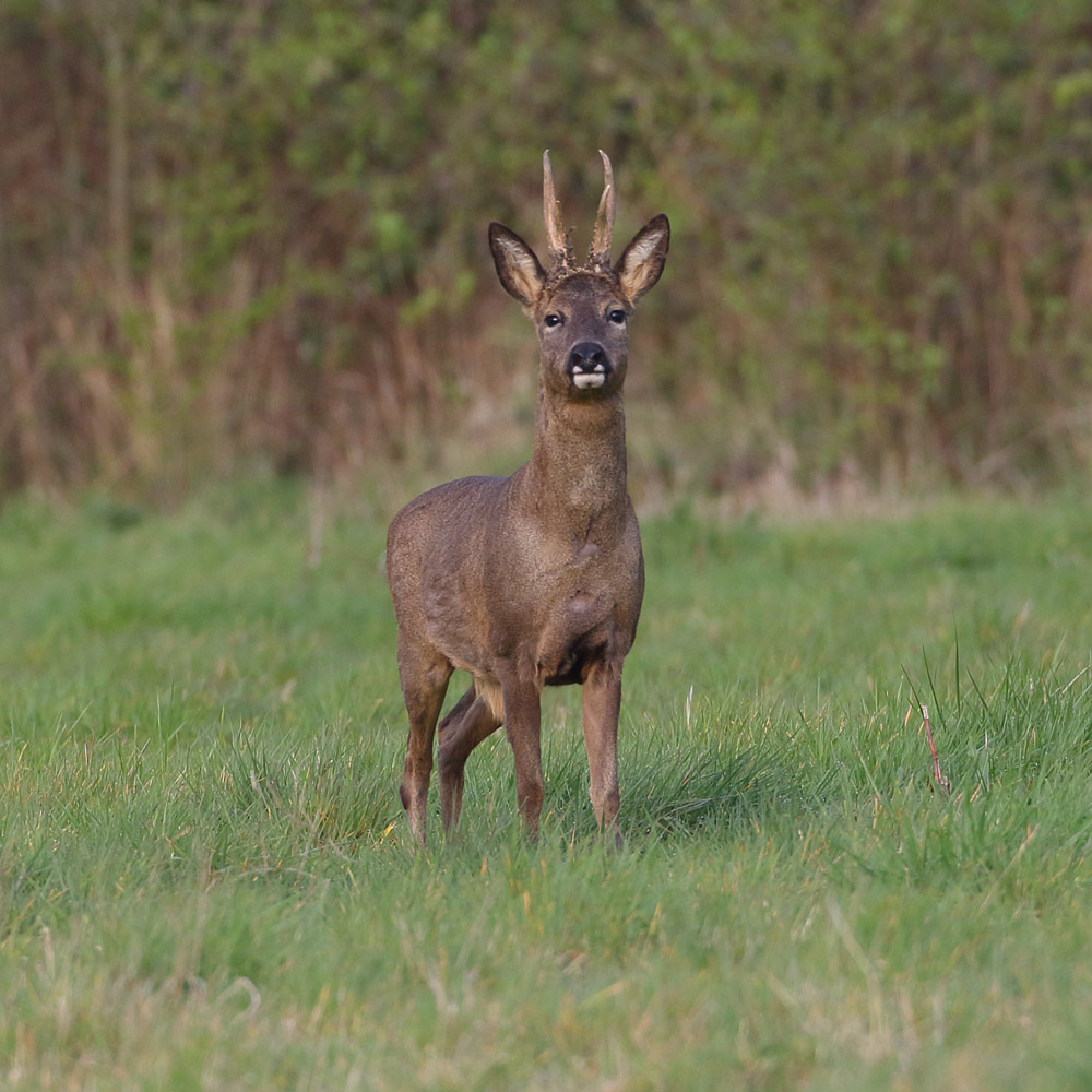 Roe Deer. 