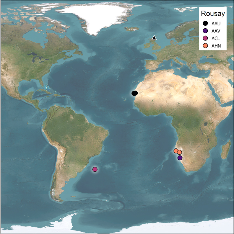 A map of the world showing the location of the Arctic Skuas' breeding grounds on Rousay, Orkney, and their wintering grounds on the coast of north-west Africa, south-west Africa and eastern South America.