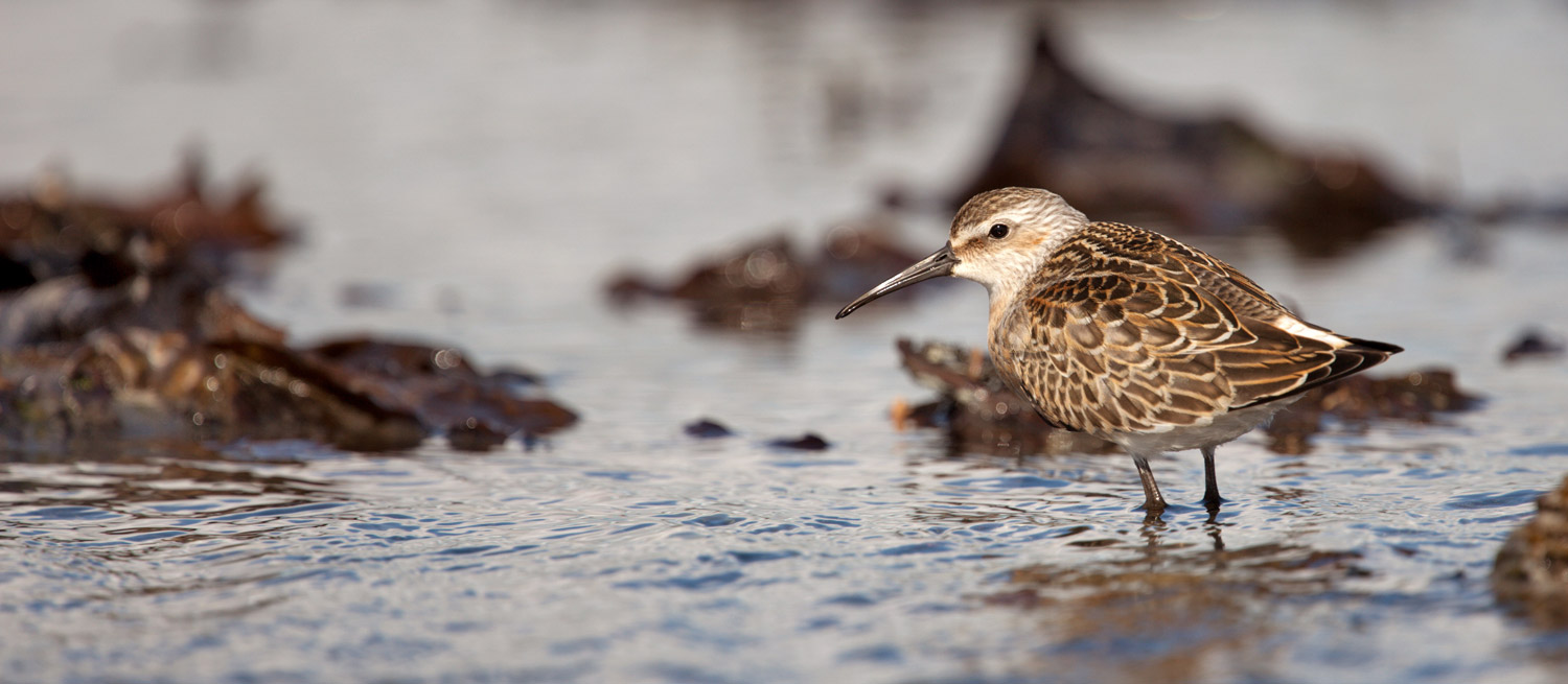 Sanderling. Graham Clarke / BTO