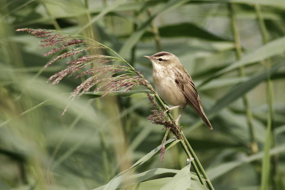 Sedge Warbler. Graham Catley / BTO